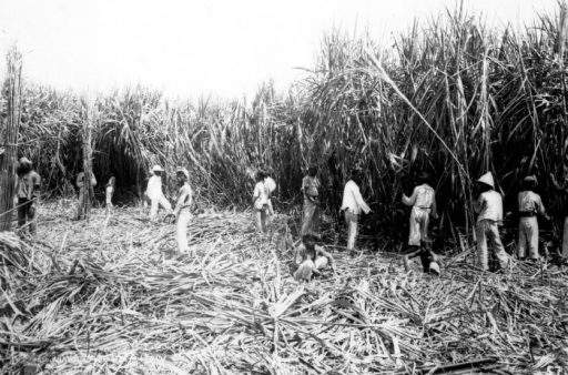 Barbados Sugar Industry