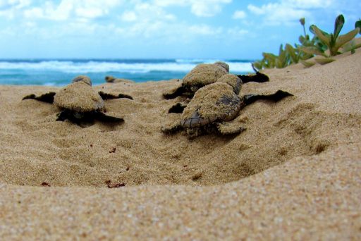 Turtle hatching in Barbados