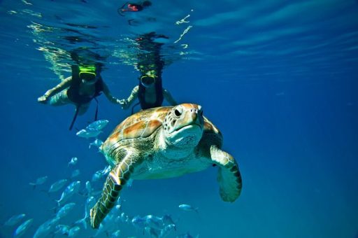 swim with turtles barbados