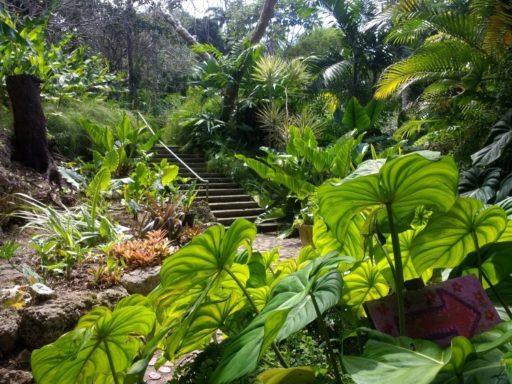Garden in Barbados