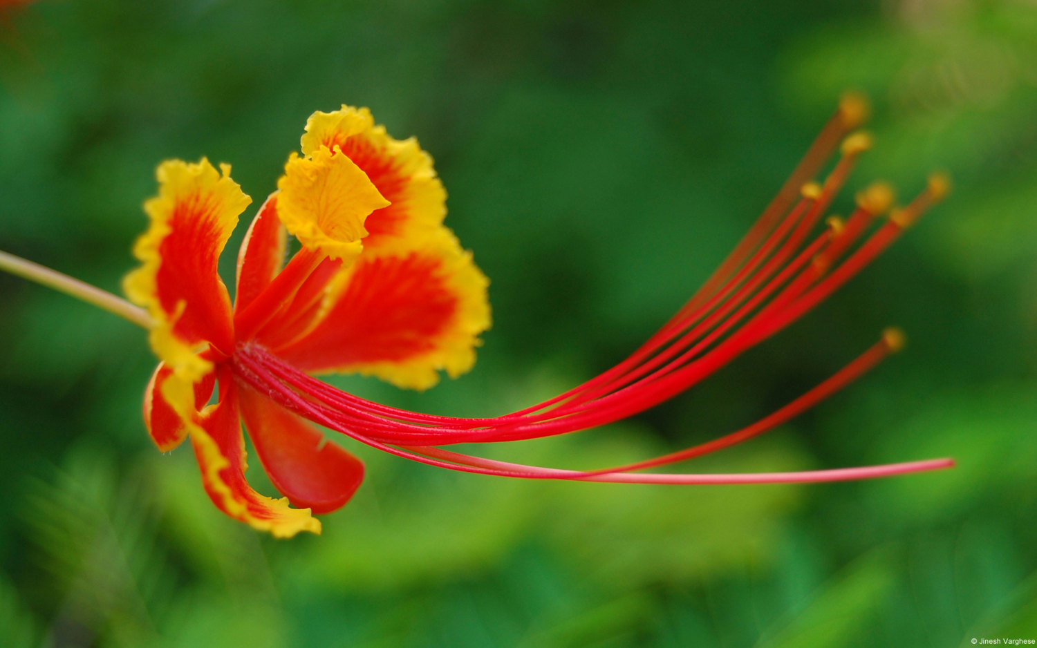 51 Things To Know About Barbados For Barbados Independence Day